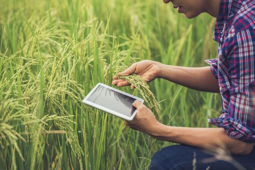 Rice Puller Scam in India